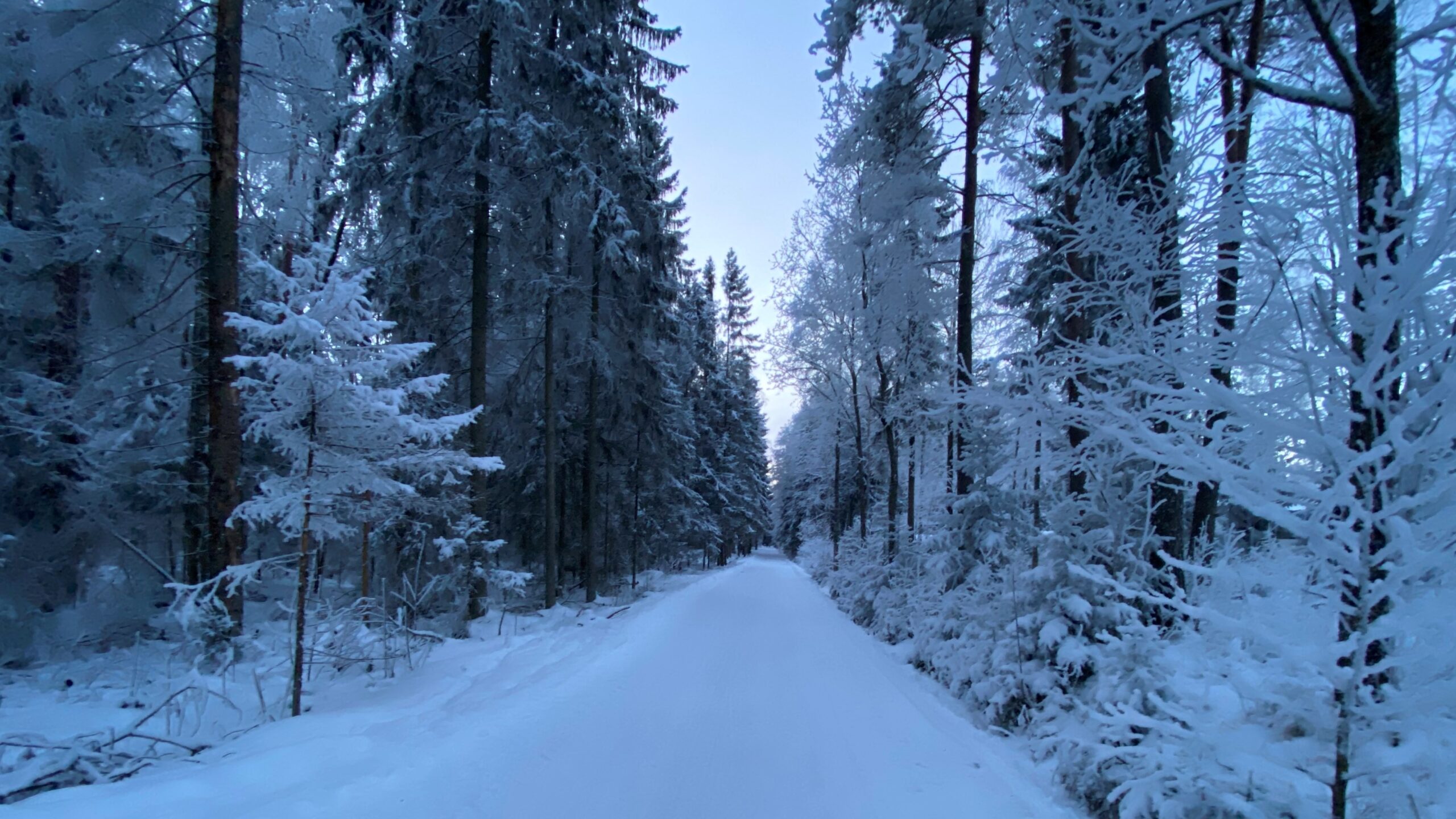 Talvinen metsätie